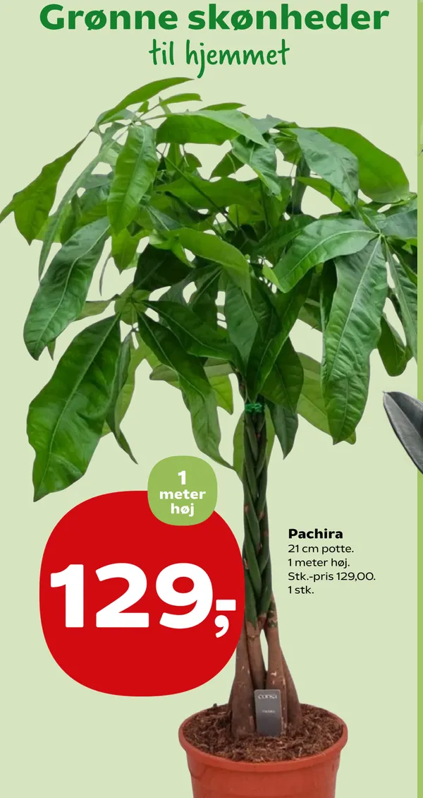 PACHIRA 21 CM