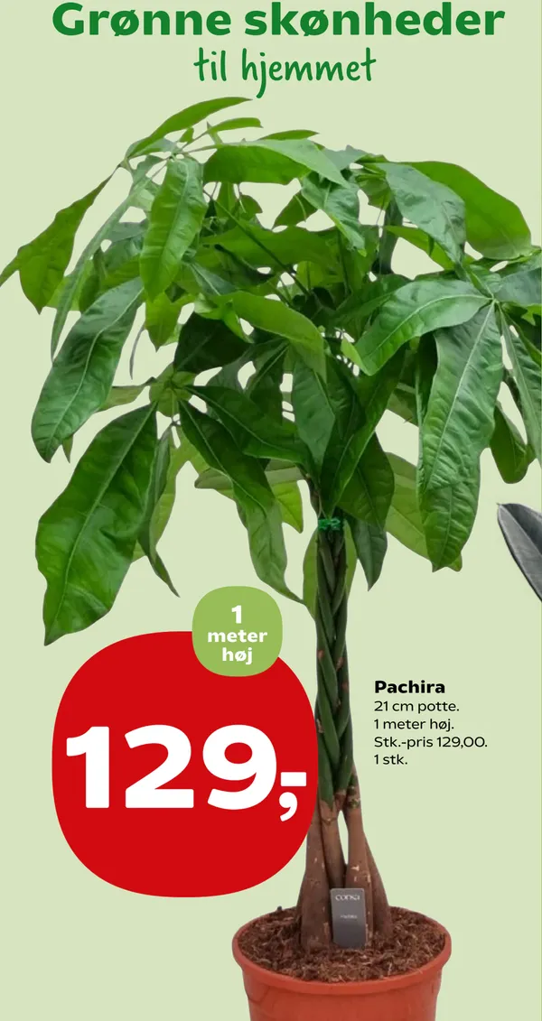 PACHIRA 21 CM