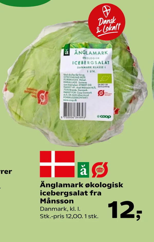 Økologisk Iceberg salat