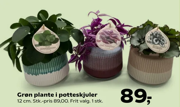 Grøn plante i potteskjuler